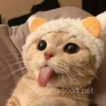 Avatar de Luis Felipe Esquivel